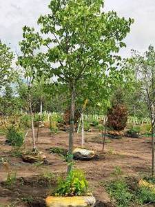 lot 178 image: Redmond Linden Tilia Americana Redmond 2.5 caliper, Ball & Burlap SKU#1553
