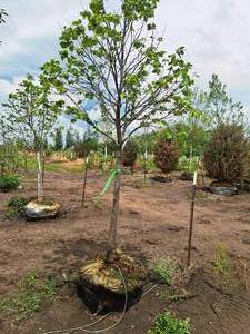 lot 180 image: Sienna Glen Maple Acer x Freemanii 2.5 caliper, Ball & Burlap SKU#1594