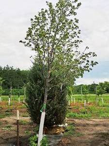 lot 181 image: Sienna Glen Maple Acer x Freemanii 2.5 caliper, Ball & Burlap SKU#1594