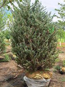 lot 182 image: Moonglow Juniper 7, Ball & Burlap
