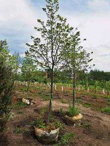 lot 183 image: Boulevard Linden Tilia Americana 2.5 caliper, Ball & Burlap SKU#7144