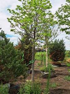 lot 186 image: Boulevard Linden Tilia Americana 2.5 caliper, Ball & Burlap SKU#7144