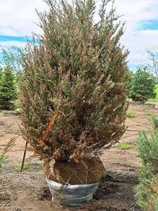 lot 188 image: Halted - Tree in Poor Health - Moonglow Juniper 7, Ball & Burlap