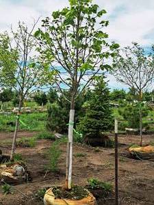 lot 189 image: Redmond Linden Tilia Americana Redmond 2.5 caliper, Ball & Burlap SKU#1553