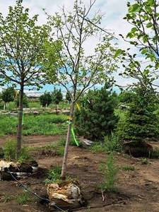 lot 190 image: Serviceberry, Autumn Brilliance Amerlanchier x Grandiflora 2 caliper, Ball & Burlap SKU#7063