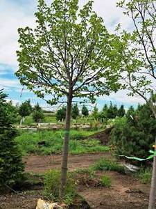 lot 191 image: Redmond Linden Tilia Americana Redmond 2.5 caliper, Ball & Burlap SKU#1553