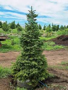 lot 192 image: Black Hills Spruce Picea Glauca Densata 6, Ball & Burlap SKU#7103