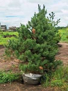 lot 193 image: Scotch Pine Pinus Sylvestris 6, Ball & Burlap SKU#1374