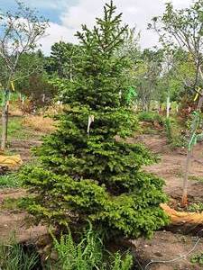 lot 194 image: Black Hills Spruce Picea Glauca Densata 6, Ball & Burlap SKU#7103