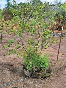 lot 196 image: Alder Clump, Speckled Alnus Incana 5, Ball & Burlap SKU#81410