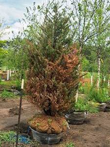 lot 197 image: Halted - Tree in Poor Health - Moonglow Juniper 7, Ball & Burlap