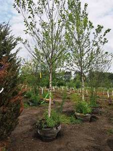 lot 198 image: Birch Heritage River Betula Nigra Cully 2.5 caliper, Ball & Burlap SKU#1454
