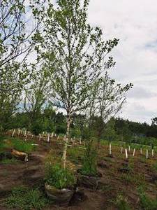 lot 199 image: Birch Heritage River Betula Nigra Cully 2.5 caliper, Ball & Burlap SKU#1454