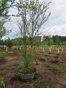 lot 200 image: Clump, Heritage River Birch Betula Nigra Cully 8, Ball & Burlap SKU#1672