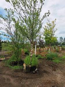 lot 201 image: Heritage River Birch 3 caliper, Ball & Burlap SKU#5541