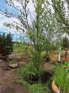 lot 202 image: Clump, Heritage River Birch Betula Nigra Cully 8, Ball & Burlap SKU#1672