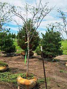 lot 205 image: Serviceberry, Autumn Brilliance Amerlanchier x Grandiflora 2 caliper, Ball & Burlap SKU#7063