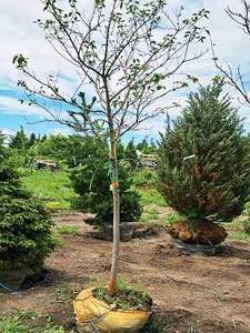 lot 206 image: Serviceberry, Autumn Brilliance Amerlanchier x Grandiflora 2 caliper, Ball & Burlap SKU#7063