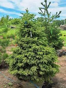 lot 207 image: Black Hills Spruce Picea Glauca Densata 5, Ball & Burlap SKU#7102