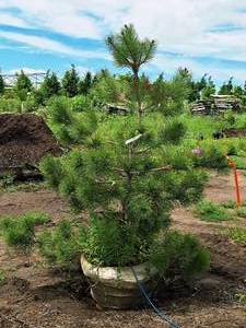 lot 208 image: Red Pine 5, Ball & Burlap