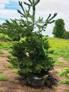 lot 209 image: Scotch Pine Pinus Sylvestris 6, Ball & Burlap SKU#1374