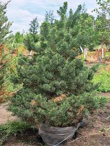 lot 211 image: Scotch Pine Pinus Sylvestris 5, Ball & Burlap SKU#1373