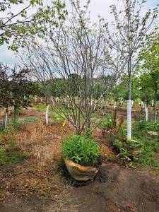 lot 214 image: Serviceberry Clump Autumn Brilliance 8, Ball & Burlap SKU#6493