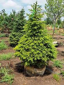 lot 177 image: Black Hills Spruce Picea Glauca Densata 5, Ball & Burlap SKU#7102