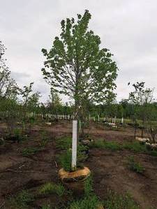 lot 17 image: Burgundy Belle Red Maple Acer Rebrum Magnificent 2.5 caliper, Ball & Burlap SKU#1724