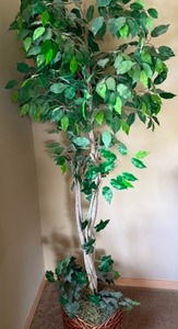 lot 12 image: Decorative Green Plant