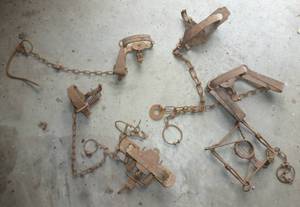 lot 60 image: Group of animal traps