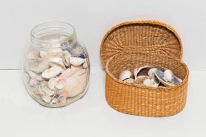 lot 93 image: Collection of Seashells