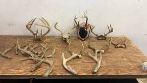 lot 104 image: Collection of Mounted and Loose Deer Antlers