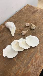 lot 181 image: Collection of Assorted Seashells