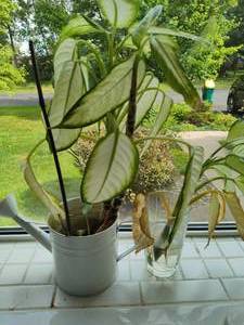lot 215 image: Rooted Plants
