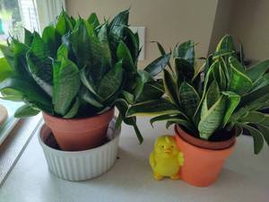 lot 198 image: Sansevieria Plants