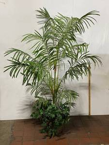 lot 29E image: Large Artificial Palm Tree in Woven Basket