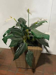 lot 31E image: Artificial Peace Lily Plant in Wicker Basket Decor