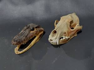 lot 82E image: Crocodile and Animal Skull Set for Taxidermy Display