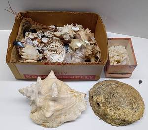 lot 38 image: Lot of Seashells