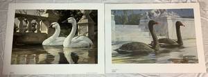 lot 29 image: Pair of Swan Prints by Mario Fernandez - Of Man and Nature and Of Man and Nature II