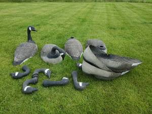 lot 60 image: 8 Large Canadian Geese Decoys or use for Displaly