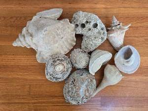 lot 25 image: Collection of Unique Natural Sea Shells and Coral Pieces