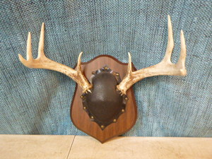 lot 100 image: Mounted Deer Antlers