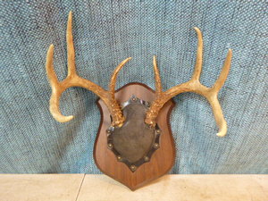 lot 101 image: Mounted Deer Antlers