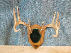 lot 102 image: Mounted Deer Antlers