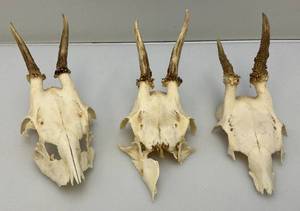 lot 244 image: European Roe Deer Skulls