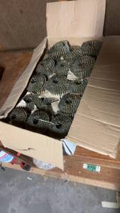 lot 1599 image: 7200 Galvanized Coil Roofing Nails 1-14 Inch