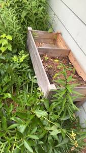 lot 1614 image: Wooden Raised Garden Planter Box