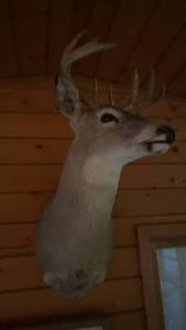 lot 1672 image: Taxidermy Deer Head Wall Mount